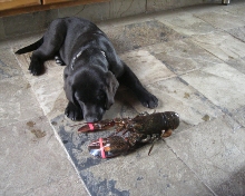 lobster puppy 001vs.JPG - 41kB