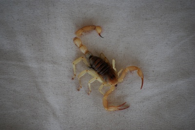 Scorpion 7:23:09.jpg - 48kB