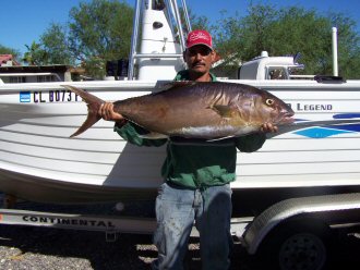 Amberjack.jpg - 33kB