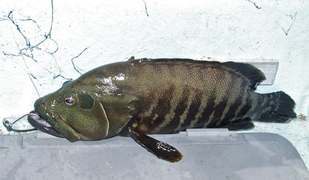 Grouper.jpg - 47kB