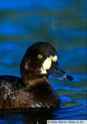 Greater Scaup female .jpg - 31kB