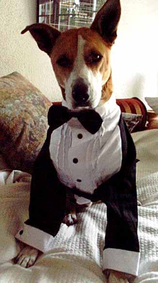 Lukie Tuxedo 1.jpg - 33kB