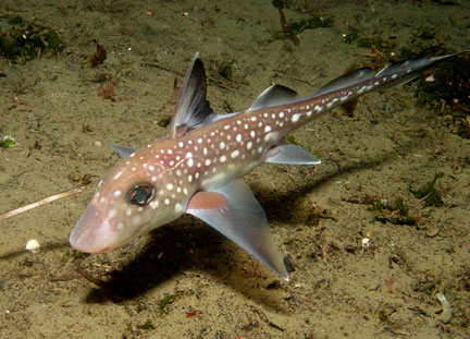 Spotted_ratfish.jpg - 48kB