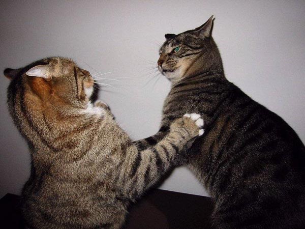 catfight2.jpg - 49kB