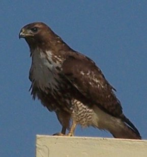 hawk 001.jpg - 14kB