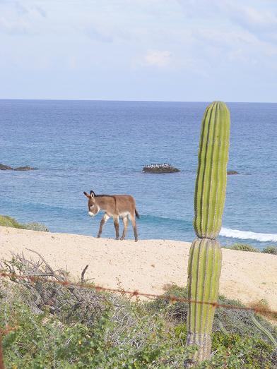 beach burro 17.JPG - 46kB