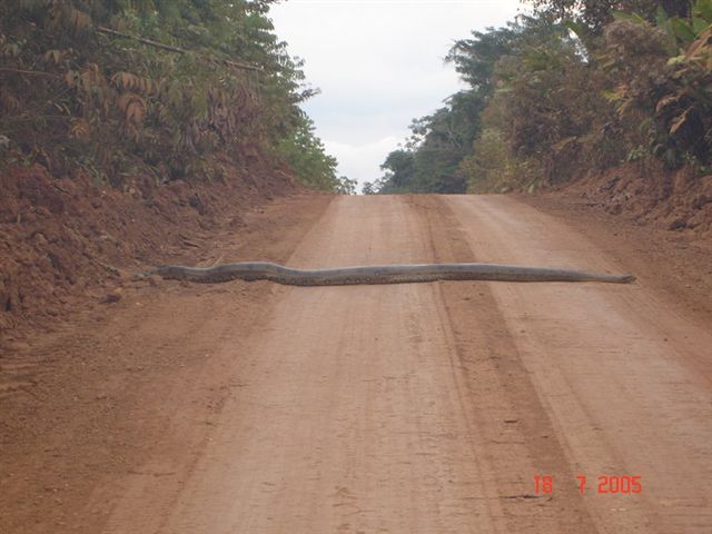 Snake in Road 2.jpg - 48kB