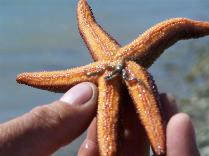 starfish (Large).jpg - 44kB