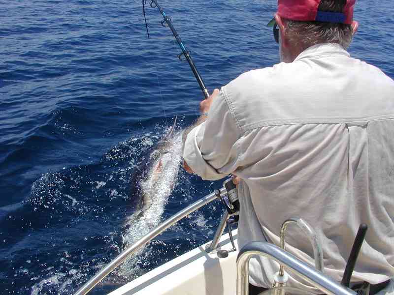 spinner marlin.jpg - 45kB