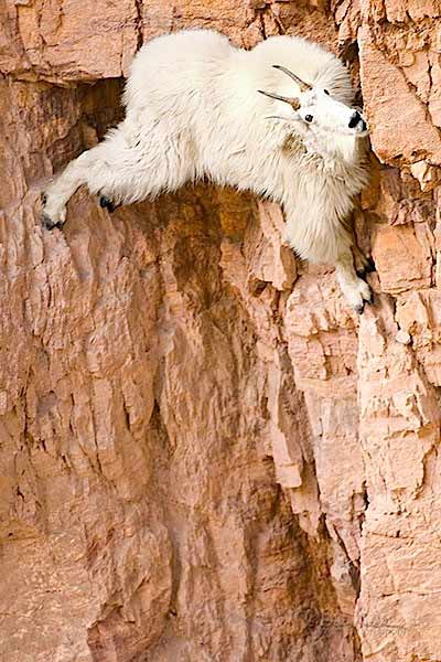 mountain_goat3.jpg - 49kB