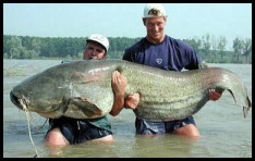 fish_big.jpg - 17kB