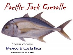 pacific-jack-crevalle-300x224.jpg - 17kB