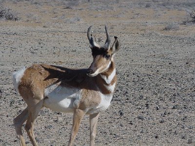 pronghorn3.jpg - 50kB