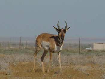 pronghorn.jpg - 13kB