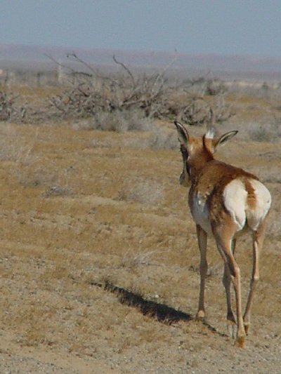 pronghorn4.jpg - 42kB