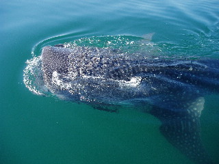 whaleshark_small.jpg - 38kB