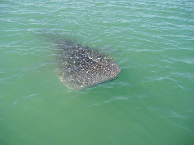 may whale shark small2.JPG - 41kB