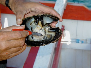 oyster.jpg - 29kB