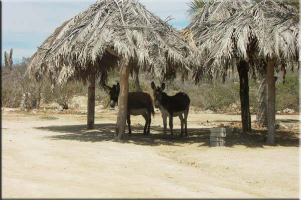 donkeys.jpg - 43kB