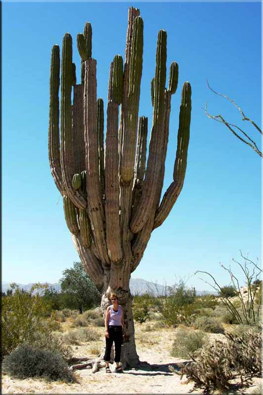 JT_at_giant_cactus.jpg - 50kB