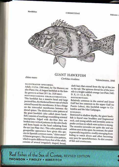 Giant-Hawkfish-pg.168-(41K).jpg - 41kB