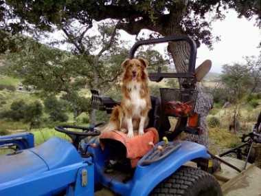 Rusty Tractor (380 x 285).jpg - 46kB