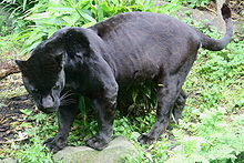 Black Jaguar.jpg - 16kB