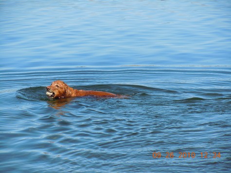 henry for swim33.JPG - 48kB