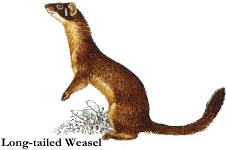 long_tailed_weasel.jpg - 15kB