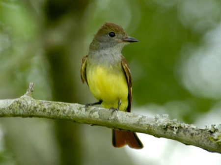 GrCrFlycatcher Marlene Cashen.jpg - 43kB