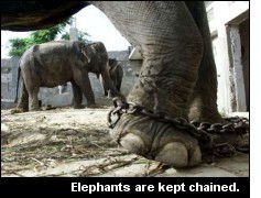 chained_zoo_elephant.jpg - 18kB