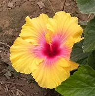 brand new hibiscus.jpg - 32kB