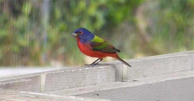 Painted bunting.jpg - 28kB