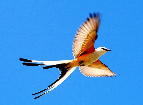 scissortailedflycatcher.jpg - 49kB