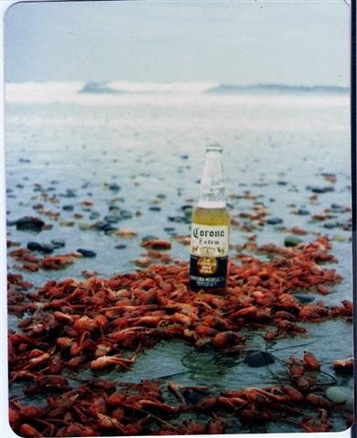 tuna crabs - San Quintin 1985.jpg - 33kB