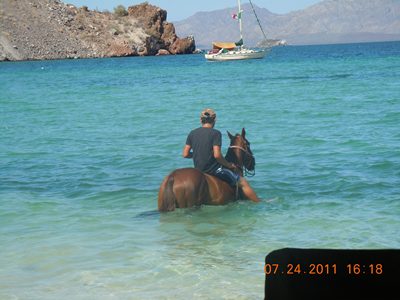 cooling horse outside palapaaa.JPG - 27kB