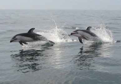 dolphins_small.jpg - 21kB