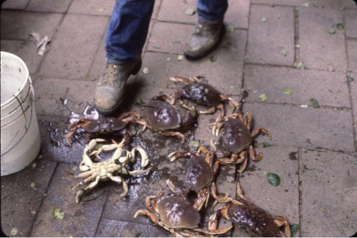 crabs.jpg - 47kB