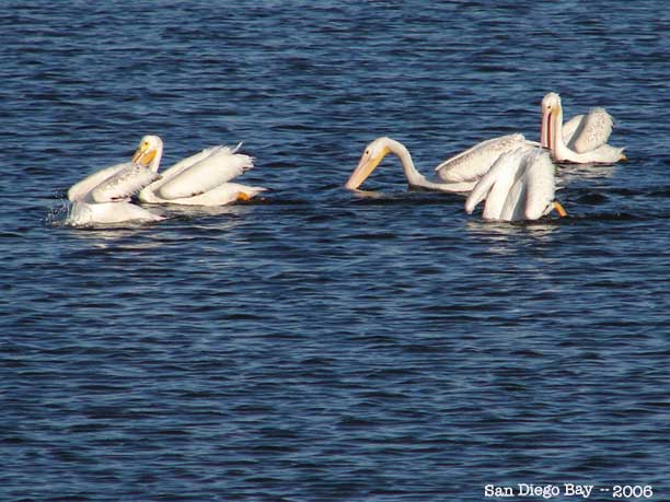 White-Pelican.jpg - 46kB