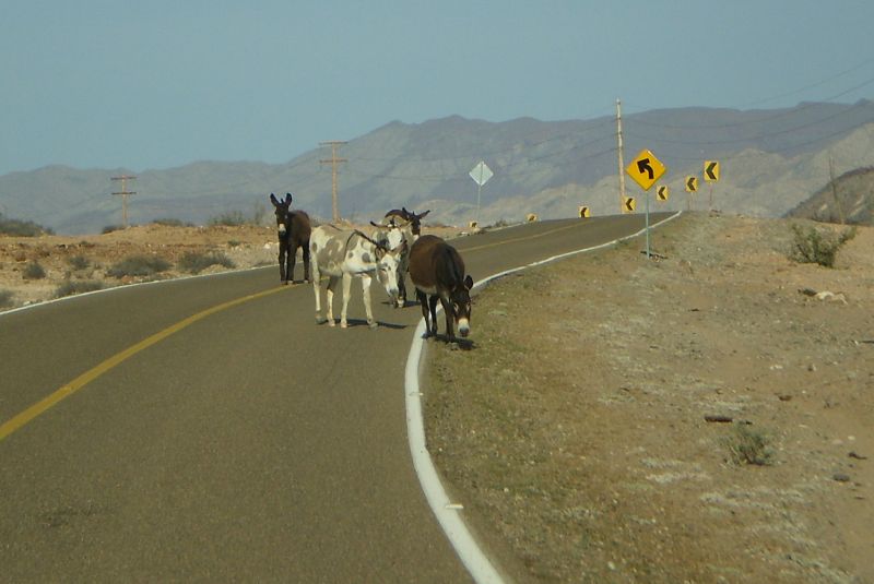 hwy12-burro.jpg - 50kB