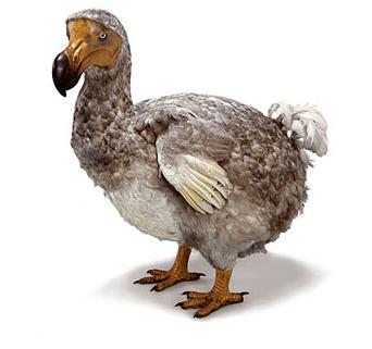 Dodo_bird.jpg - 15kB