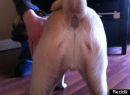 s-DOG-BUTT-JESUS-large.jpg - 10kB