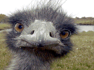 ostrich Nomad.gif - 31kB