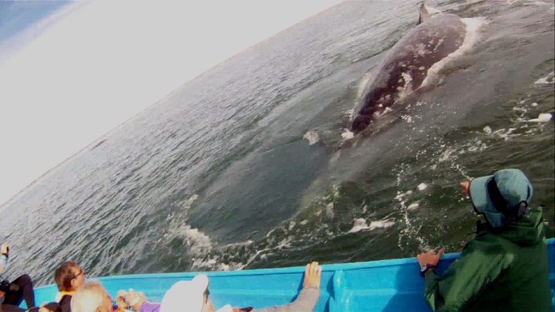 whale3.jpg - 129kB