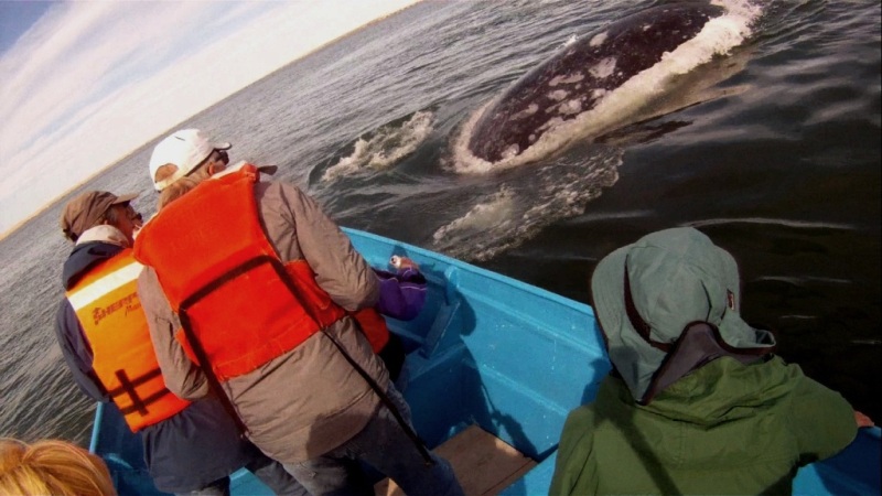 whale2a.jpg - 117kB