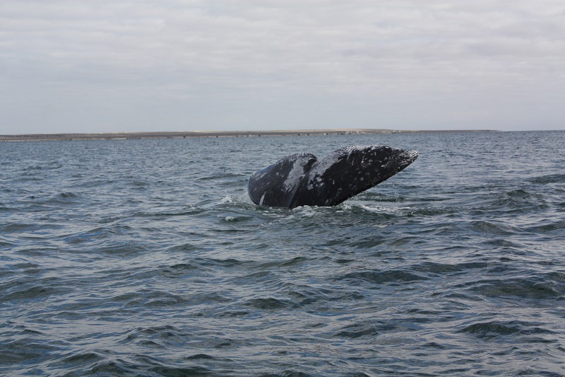 2015 Whale Watch 003.JPG - 170kB