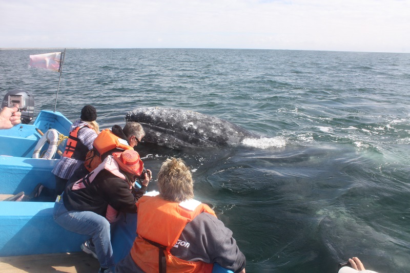 2015 Whale Watch 249.JPG - 180kB