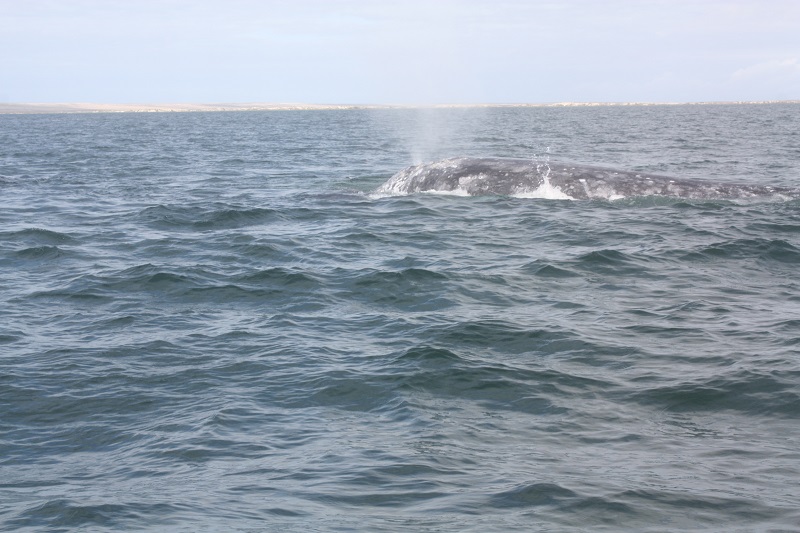 2015 Whale Watch 155.JPG - 161kB