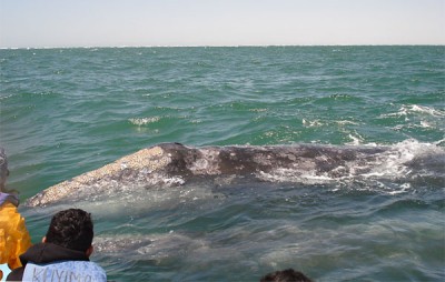 whale1-400x254.jpg - 31kB