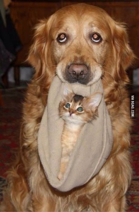 dog and kitten.jpg - 39kB